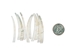 Dentalium vernedei: Extra Large: 1.5" to 2" (10 pieces) - 208-D-XL (Y2L)