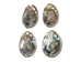 Polished Mexican Red Abalone: 3" to 4" - 221-34RP (Y1M)