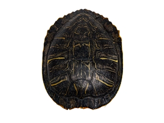Red Ear Turtle Shell: 6" to 7" 