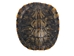 Red Ear Turtle Shell 2" to 3" - 227GS-0203 (Y2N)