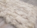 Coyote Fur Plate: Assorted - 262-PL-AS (Y3L)
