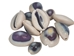 Purple Ringtop Cowrie Shell (10-Pack) - 269-275-D (Y1J)