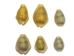 Yellow Money Cowrie Shells (100-Pack) - 269-276-C (Y1J)