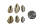 Yellow Money Cowrie Shells (100-Pack) - 269-276-C (Y1J)