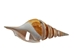 Tibia Shell: Spiral Cut: 4" to 5" (10 pack) - 2HS-4402-10 (Y1J)