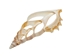 White Tibia Shell: Center Cut: 3.75" to 4" (10 pack) - 2HS-4410-10 (Y1H)
