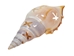 White Tibia Shell: Star Cut: 3.5" to 4" (10 pack) - 2HS-4416-10 (Y1J)