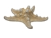 White Knobby Starfish: 3" to 4" - 2HS-9048SW (Y1K)(Y2K)