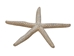 White Finger Starfish: 3" to 4" - 2HS-9086S (Y1K)(Y2K)