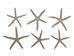 White Finger Starfish: 3" to 4" - 2HS-9086S (Y1K)(Y2K)