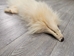 White Finn Raccoon: Size AAA+: Gallery Item - 322-WHAAA-G6096 (Y2L)