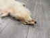White Finn Raccoon: Size B: Gallery Item - 322-WHB-G6097 (Y2L)