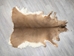 White Tail Deer Hide with No Tail: #1: Assorted - 39-01N-AS (Y1H)