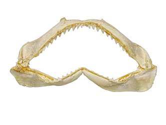 Bull Shark Jaw 6" to 7": Assorted 