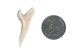 Mako Shark Tooth: 1.5" - 561-M112-AS (Y1X)