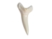 Mako Shark Tooth: 1.5" - 561-M112-AS (Y1X)