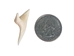 Mako Shark Tooth: 1.25" - 561-M114-AS (Y1X)