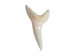 Mako Shark Tooth: 1.25" - 561-M114-AS (Y1X)