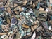 Highly Polished Paua Shell Pieces: Assorted 15-50mm (1 kg or 2.2 lbs) - 565-TPHPAS-KG (Y3L)