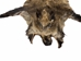 Wild Boar Skin: Large - 577-L-AS
