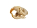 Marten Skull: Broken or Cracked - 649-G11031501 (10UF)