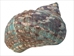 Raw Camouflage Turbo Sarmaticus Shell: Large - 672-R-L (Y2L)