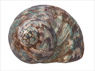 Raw Camouflage Turbo Sarmaticus Shell: Large turban shells