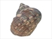 Raw Camouflage Turbo Sarmaticus Shell: Medium - 672-R-M (Y2L)