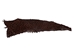 Glazed Carp Leather: Medium Chocolate - 870-4G-02A (8UR7)