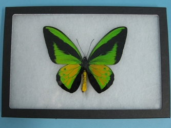 Framed Butterfly: Ornithoptera goliath: Gallery Item 