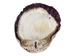Spiny Oyster Shell: Purple #2: Gallery Item - 1086-22-G3329 (Y1J)