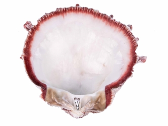 Spiny Oyster Shell: Red #1: Gallery Item 