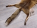 Red Fox Skin with Feet: Gallery Item - 180-03-WF-G4018 (Y3L)