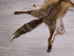 Red Fox Skin with Feet: Gallery Item - 180-03-WF-G4023 (Y3L)