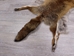 Red Fox Skin with Feet: Gallery Item - 180-03-WF-G4025 (Y3L)