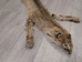 Bobcat Skin with Feet: Gallery Item - 338-WF-G2420 (Z)