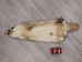 North American Badger Skin: Trading Post Grade: Gallery Item - 52-TP-A-G3111 (Y2D)