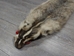 North American Badger Skin: Trading Post Grade: Gallery Item - 52-TP-A-G3111 (Y2D)