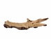 Driftwood: Extra Large (7+ lbs): Gallery Item - 562-XL-G3732 (Y3G-B6)