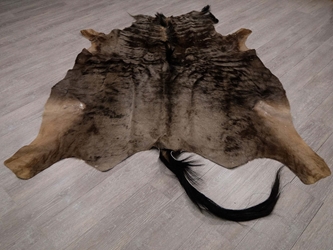 Blue Wildebeest Skin: Gallery Item 