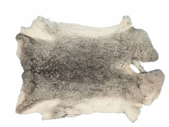 Chichesters Best Collection: Chinchilla Silver Czech Rabbit Skin: Gallery Item 