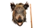 Mounted Wild Boar Head: Small: Gallery Item - 20-70-G4512 (Y2N)