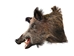 Mounted Wild Boar Head: Large: Gallery Item - 20-70-G4515 (Y2N)