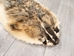 North American Badger Skin: Trading Post Grade: Gallery Item - 52-TP-A-G4846 (Y2D)