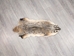 North American Badger Skin: Trading Post Grade: Gallery Item - 52-TP-A-G4850 (Y2D)