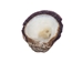 Spiny Oyster Shell: Purple #2: Gallery Item - 1086-22-G4994 (Y1J)