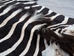 Zebra Skin: Grade 1: Gallery Item - 168-1-G6304 (YT2)