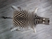 Zebra Skin: Grade 1: Gallery Item - 168-1-G6304 (YT2)