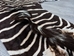 Zebra Skin: Grade 1: Gallery Item - 168-1-G6305 (Y2D)