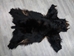 Black Bear Skin without Claws: Gallery Item - 175-20-G6277 (Y2O)